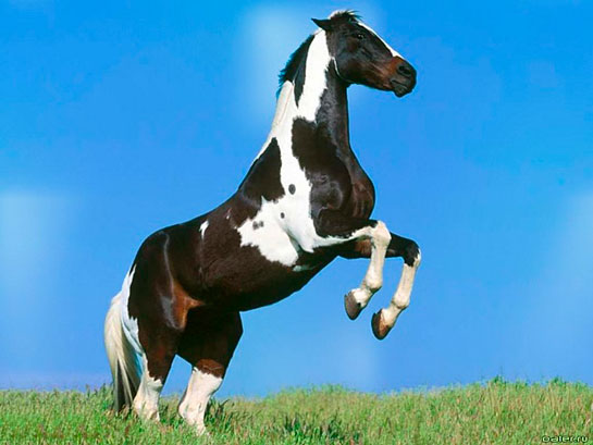 Rüyada At Pisliği Görmek