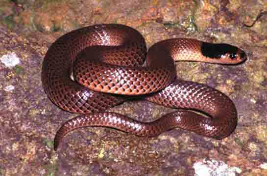 Rüyada Ayaklı Yılan Görmek Rüya Yorumu ve Anlamı