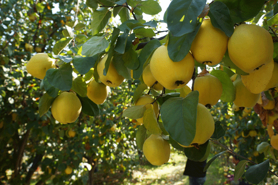 Rüyada Ayva Ağacı Görmek