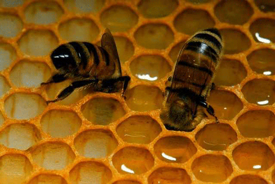 Rüyada Bal Arısı Görmek