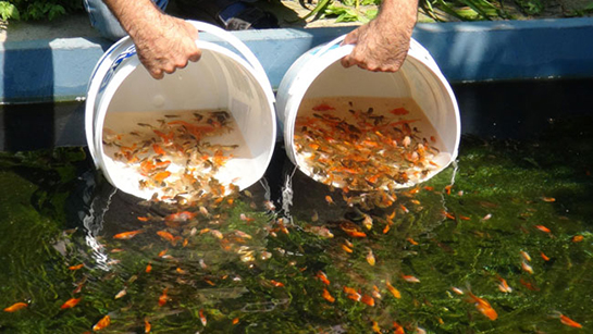 Rüyada Balık Beslemek Rüya Yorumu ve Anlamı