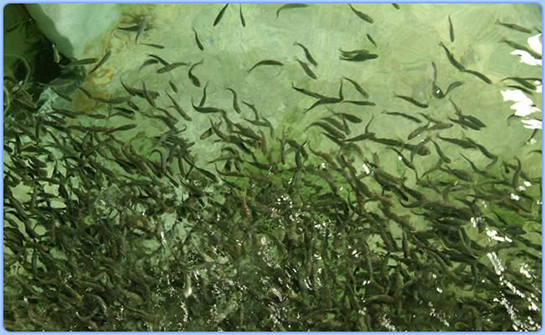 Rüyada Balık Yavruları Görmek Rüya Yorumu ve Anlamı