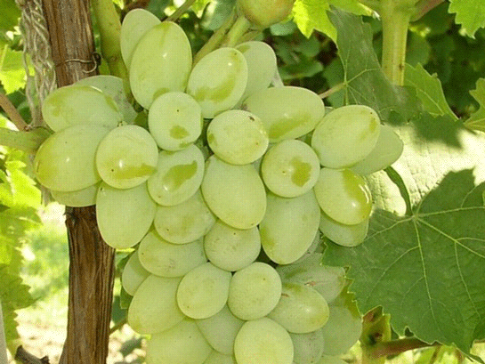 Rüyada Beyaz Üzüm Görmek