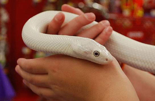 Rüyada Beyaz Yılan Görmek