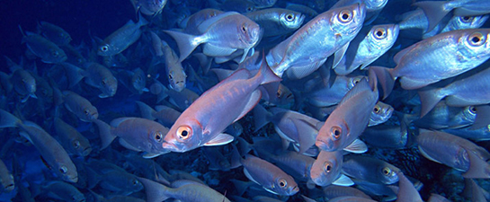 Rüyada Bir Sürü Balık Görmek Rüya Yorumu ve Anlamı