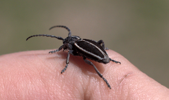 Rüyada Böcek Yemek