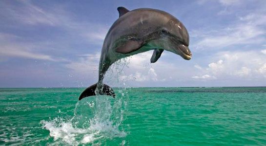 Rüyada Büyük Balık Görmek