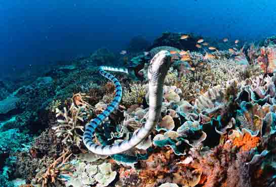 Rüyada Deniz Yılanı Görmek Rüya Yorumu ve Anlamı