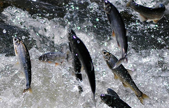 Rüyada Derede Balık Görmek Rüya Yorumu ve Anlamı