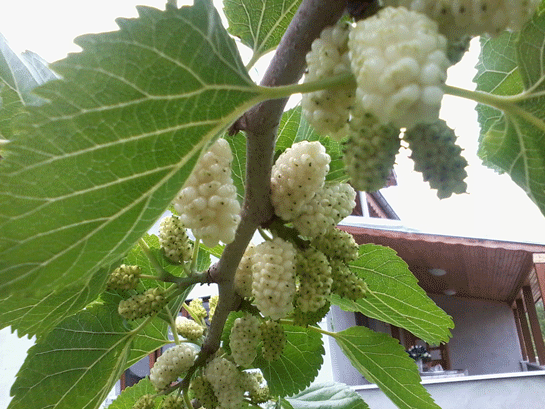 Rüyada Dut Ağacı Görmek