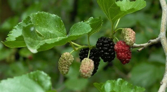 Rüyada Dut Ağacından Dut Yemek