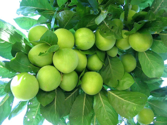 Rüyada Erik Ağacından Erik Toplamak