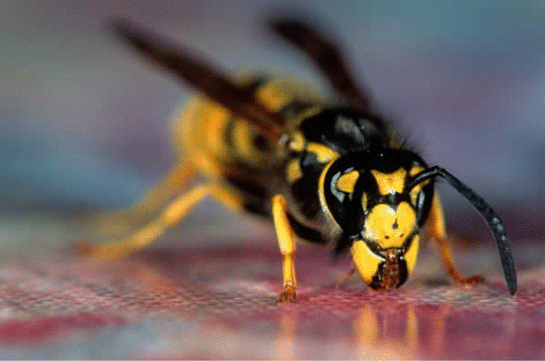 Rüyada Eşek Arısı Görmek