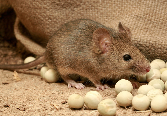 Rüyada Fare Öldürmek Rüya Yorumu ve Anlamı