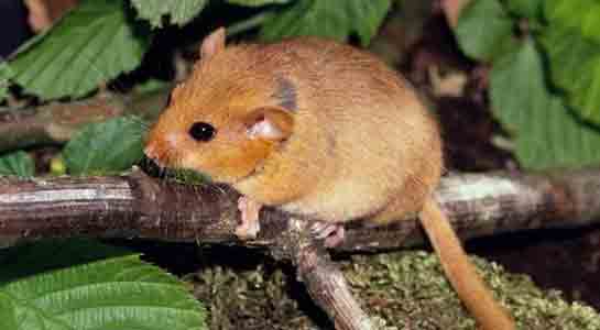 Rüyada Fındık Faresi Görmek Rüya Yorumu ve Anlamı