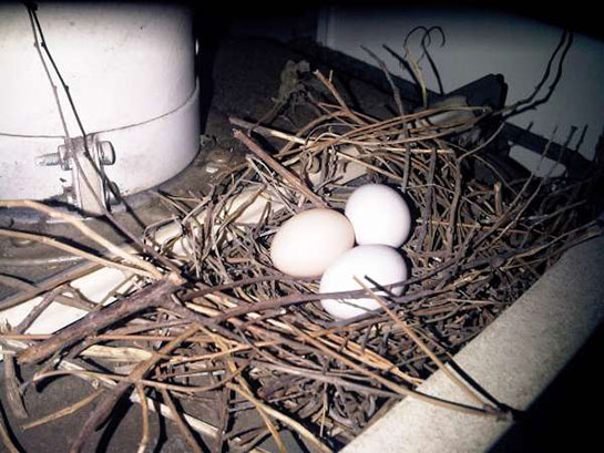 Rüyada Güvercin Yumurtası Görmek Rüya Yorumu ve Anlamı