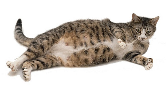 Rüyada Hamile Kedi Görmek Rüya Yorumu ve Anlamı