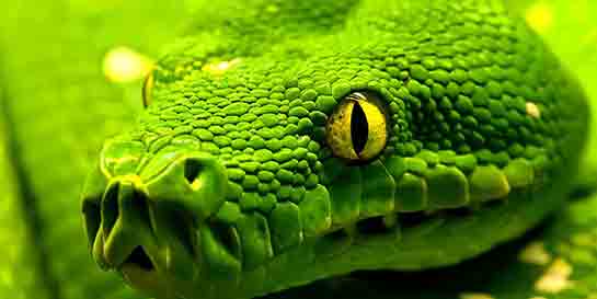 Rüyada Hamile Yılan Görmek Rüya Yorumu ve Anlamı