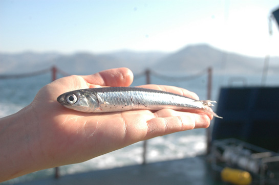 Rüyada Hamsi Görmek Rüya Yorumu ve Anlamı