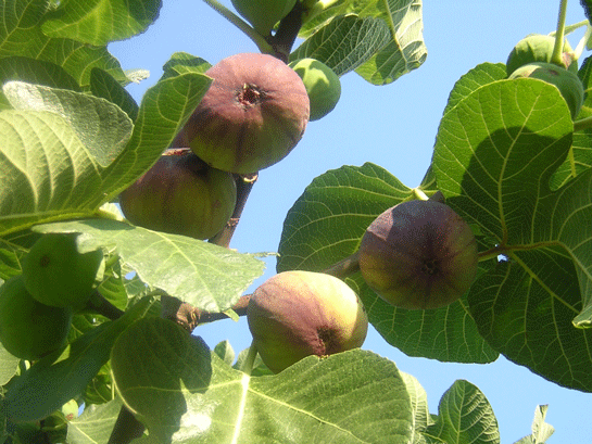 Rüyada İncir Ağacından İncir Toplamak