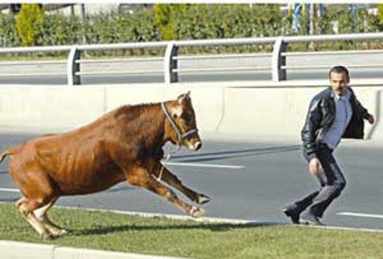 Rüyada İneğin Kovaladığını Görmek