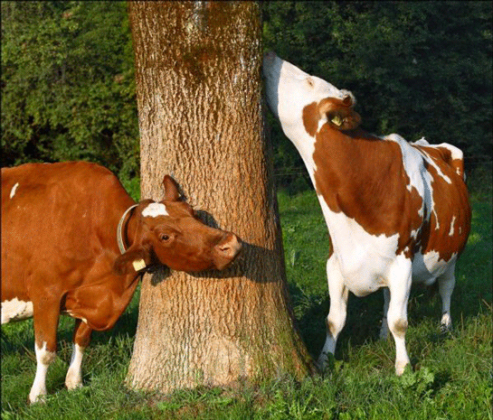 Rüyada İnek Almak Rüya Yorumu ve Anlamı