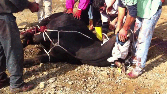 Rüyada İnek Kesmek