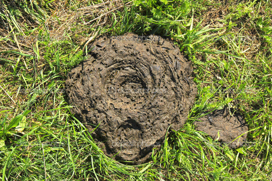 Rüyada İnek Pisliği Görmek