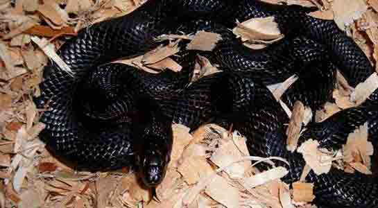 Rüyada Kara Yılan Görmek Rüya Yorumu ve Anlamı