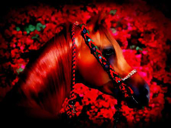 Red Horse - Free vector clipart images on creazilla.com