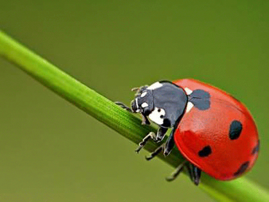 Rüyada Kırmızı Böcek Görmek