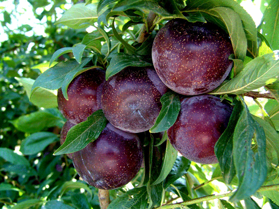 Rüyada Kırmızı Erik Yemek