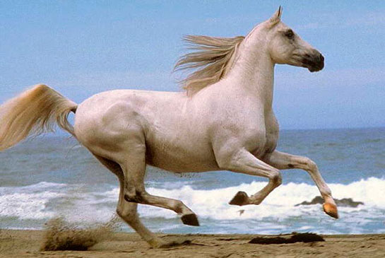 Rüyada Koşan At Görmek Rüya Yorumu ve Anlamı