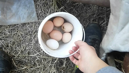 Ryada Kmesten Yumurta Toplamak