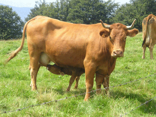 Rüyada Kurbanlık İnek Görmek