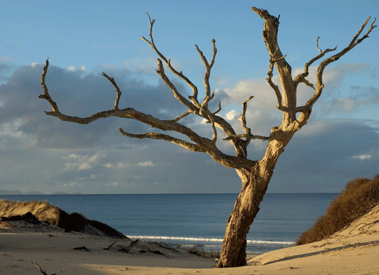 Rüyada Kurumuş Ağaç Görmek