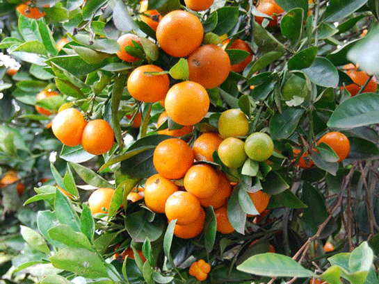 Rüyada Mandalina Ağacı Görmek