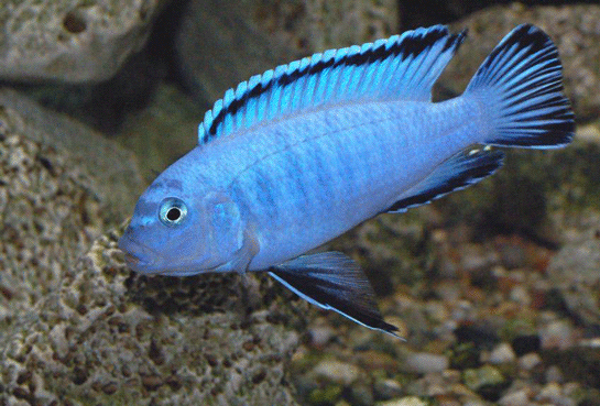 Rüyada Mavi Balık Görmek