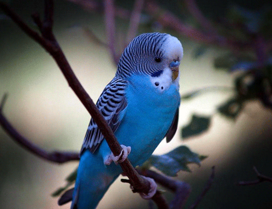 Rüyada Mavi Muhabbet Kuşu Görmek