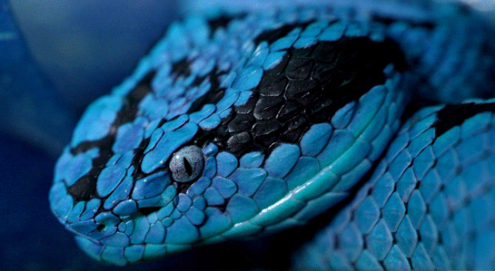 Rüyada Mavi Yılan Görmek