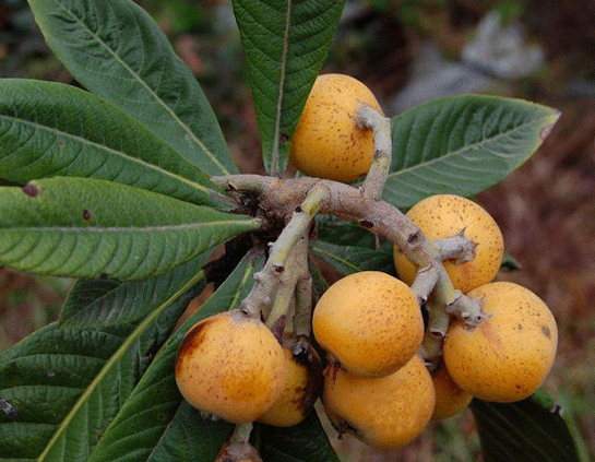 Rüyada Muşmula Yemek
