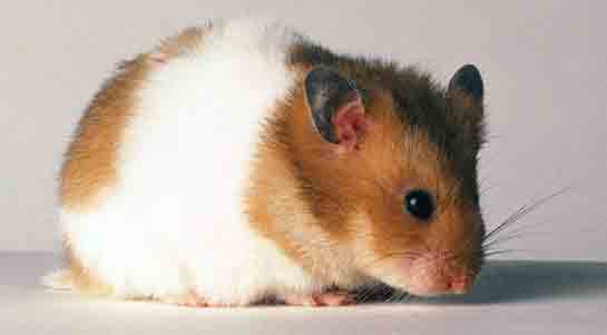 Rüyada Ölmüş Fare Görmek Rüya Yorumu ve Anlamı