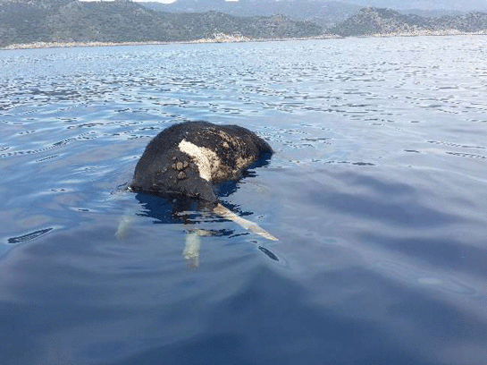 Rüyada Ölmüş İnek Görmek