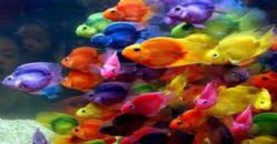 Rüyada Renkli Balık Görmek Rüya Yorumu ve Anlamı