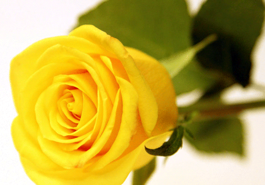 Rüyada Sarı Görmek Rüya Yorumu ve Anlamı