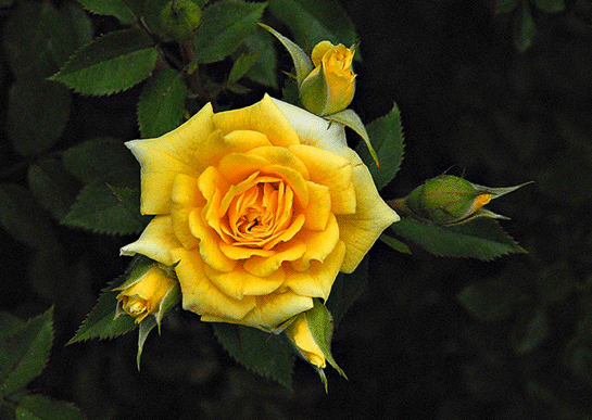 Rüyada Sarı Gül Görmek