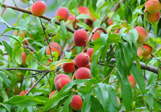 Rüyada Şeftali Ağacı Görmek