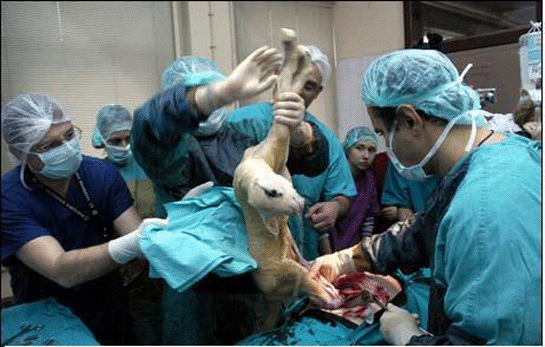 Rüyada Sezeryanla Doğum Yapmak