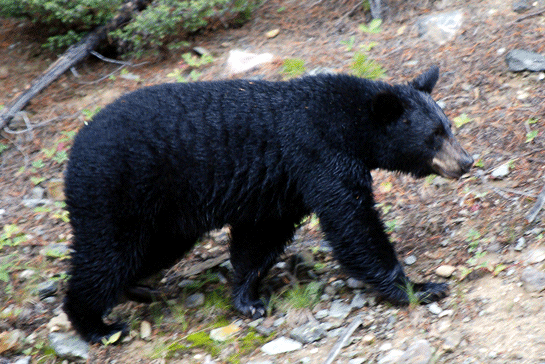 Rüyada Siyah Ayı Görmek