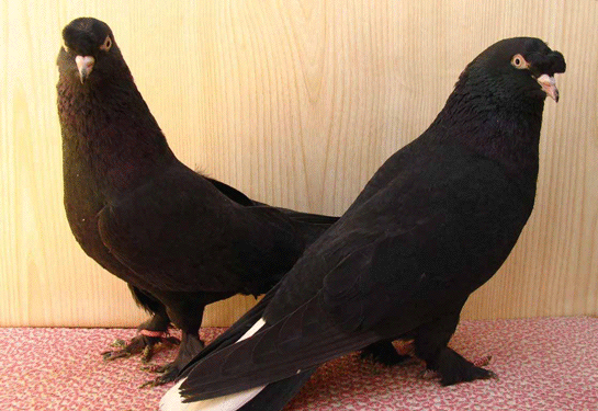 Rüyada Siyah Güvercin Görmek